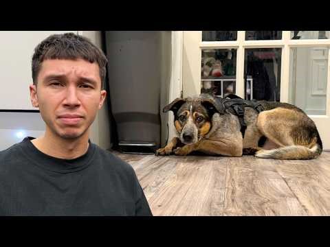 We Rescued a Terrified Dog and Tried to Earn Her Trust