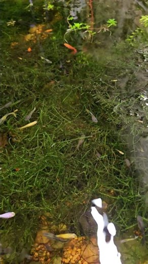 my guppy pond full of java moss #guppy #javamoss #aquascape