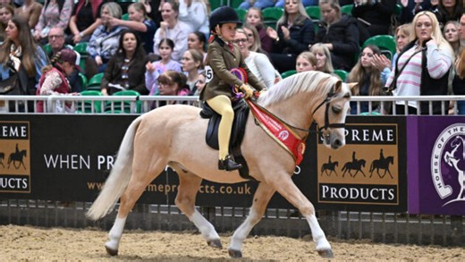 Meet 25 stunning natives who topped their classes at Horse of the Year Show 2025