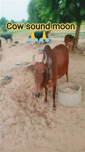 Cow mooing sound#animal​ sound#cattle​ Moo sound
