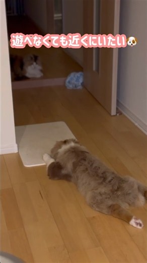 猫のそばに居たい犬🐶 #ミニチュアアメリカンシェパード #puppy #大型犬 #中型犬 #miniaussie