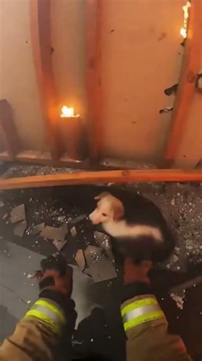 He Ran Into Fire for One Life… 🐶🔥 (GoPro POV) #gopro #rescue #reels #shorts #firefighter