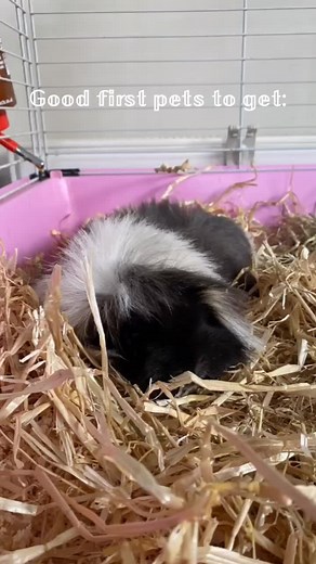 Theres so many pets! These are just good first pets💕✨ any video suggestions? #fyp #viral