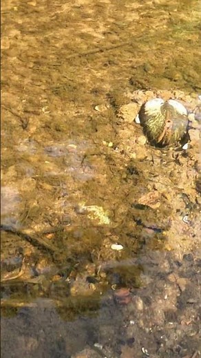 Freshwater Mussel