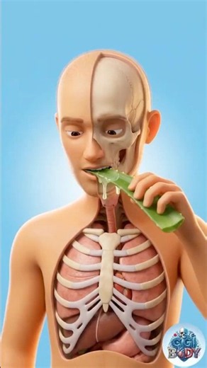What Happens to Your Stomach When You Consume Aloe Vera?
