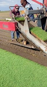 cutting BIMINI bermuda sod! #sodfarm #farm #farmtok #grasstok #grass #farmlife | Bethel Farms