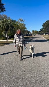 Sami came in this am from VA for aggression rehab, day one is a big day to set the tone for the board and train, we do leadership skills, stop any of the dangerous behavior and start our training protocols and systems. This is important for a safety standpoint as well as the dog starting to understand the level of expectation. A lot has happened today with him, starting his kenneling up and out routine, his potty protocols, thresholds, walking, consequences for growling and trying to bite. Putti
