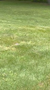 RUNAWAY SHEEP 🐑 A runaway sheep-turned local celebrity in Washingtonville (and initially mistaken for a goat) is now safe after rescuers say the animal escaped a local slaughter operation. https://tinyurl.com/4d8htzf5 (🎥 Markie Hoffmann) #AnimalRescue #FarmAnimalRescue Woodstock Farm Sanctuary | Blaise Gomez