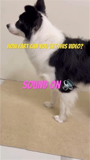 How far can you get in this video? #subscribe #cute #cute #shortsviral #funny #puppy #lol