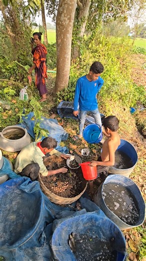 fish processing #fish #shortvideo #fishcutting