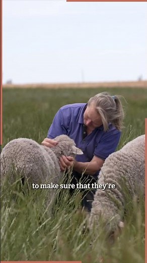 How Aussie farmers prioritise animal welfare – 12,000 Sheep, one passion 🐑
