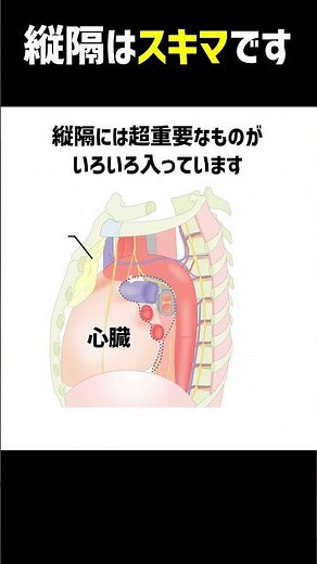 縦隔はスキマです