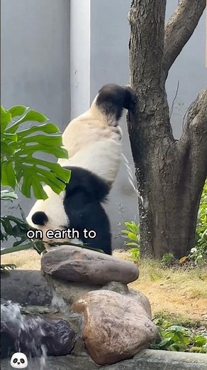 Giant pandas face challenges at every stage from reproduction to growth.