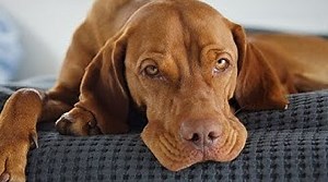 10 Pros and Cons of Owning a Vizsla