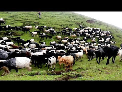 Himalayan Large Sheep Farm in Nepal || Chasing Sheep towards jungle||