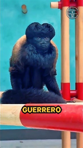 5 Monkeys So Weird They Don't Look Real 😱 🐒 #animal #world
