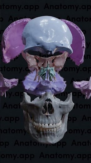 Exploding skull: bones of the neurocranium and viscerocranium