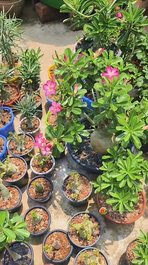 16K views · 281 reactions | Essential Tips for Adenium Seed Pods Care ✨ Unlock the secrets to growing healthy Adenium plants by mastering the care of their seed pods! In this reel, we'll cover everything you need to know, from harvesting to storing and sowing Adenium seeds for beautiful blooms. Watch now for expert tips and tricks!  #Adenium #SeedPods #GardeningTips #PlantCare #Horticulture #DesertRose #GardeningHacks #Botany #PlantLovers #GreenThumb | Ghosh Garden | Facebook