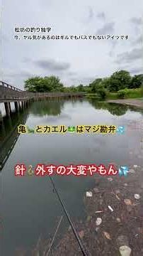 オパンチュ池は暫くの間ルアーで釣れそうにないので別の池、川で釣りします🎣そろそろ海釣りに戻ろうかな💦松坊の釣り独学チャンネル♪