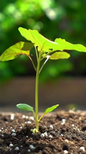 Timelapse of a Sprouting Amaranth Plant #gardening
