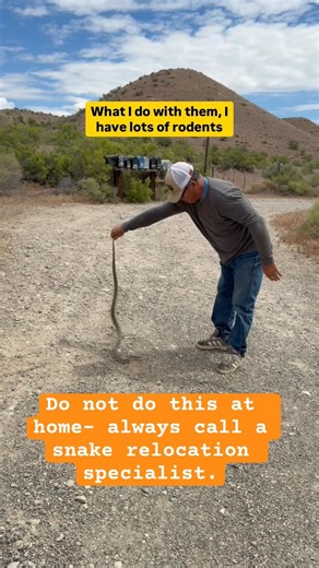 Call the snake relocation specialists- do not handle these dangerous snakes on your own ⚠️😆