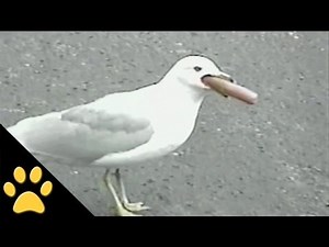 Seagull Eats Hot Dog Whole