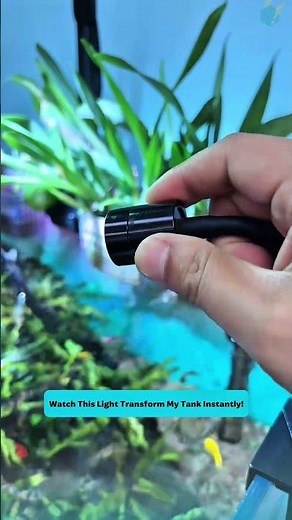 Upgrade Your Tank with Professional Spotlight Lighting #aquarium #fishtank