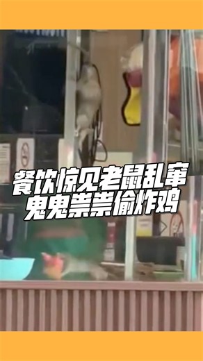 餐饮惊见老鼠乱窜　鬼鬼祟祟偷炸鸡 | 视频