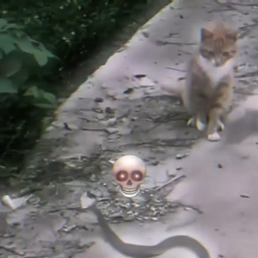 ⚠️Unbelievable Cat Fights Deadly Snake 🐍😱