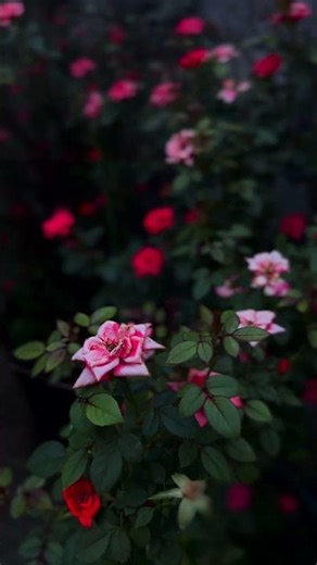 🌹 “Fresh Rose Bloom in 4K | Relaxing Nature Video 🌿”