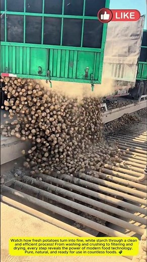 The Production Process of Potato Starch 🥔🏭