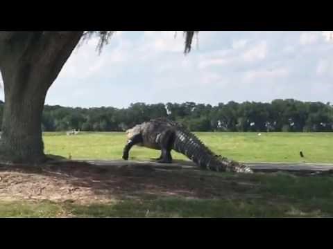 Buffalo Creek Gator