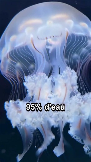 3 faits surprenants sur la Méduse et Physalie !