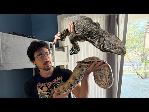 Up Close With a Blood Python, Uromastyx & Black-Throat Monitor