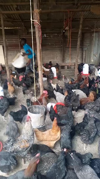 Local Chicken and Poultry Products in Uganda