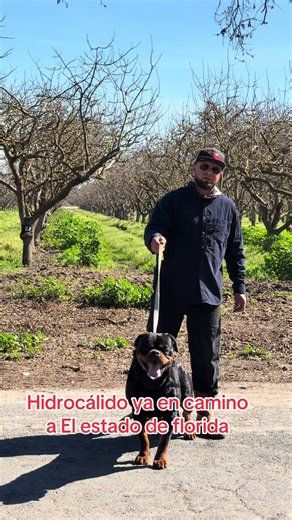 #rottweiler | Rottweiler