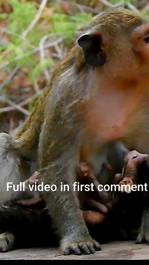 20K views · 187 reactions | Tears of Hunger: Abandoned Baby Monkey Cavin Cries Out for Milk | Monkey history 2024 | Facebook