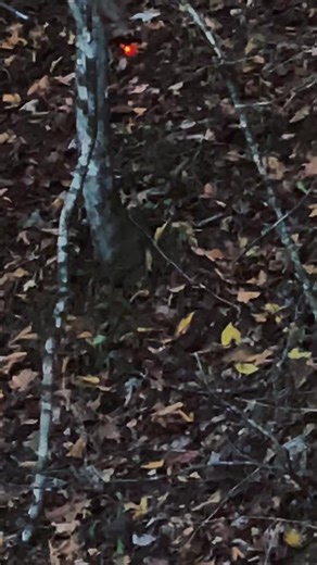 Light up every shot with precision ⚡ The JIANZD Lighted Crossbow Nocks 6-Pack keeps your arrows visible day or night — no more lost bolts, just perfect accuracy every time. Ready, aim, and glow brighter than ever! 🎯💥 #CrossbowHunting #LightedNocks #ArcheryGear #BowhuntingSeason #HuntingEssentials