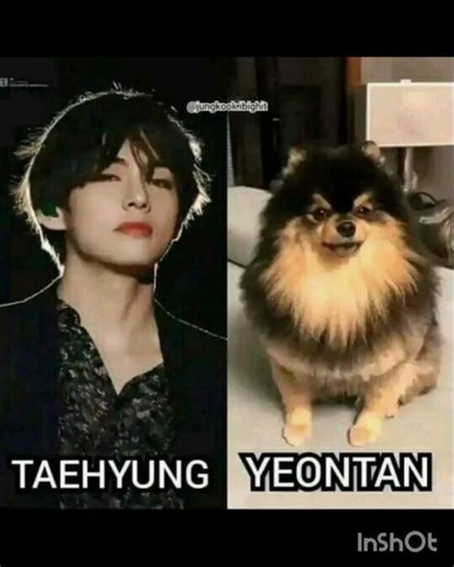bts and their cute dog 🐕🐕🐕 pic video 📷📸📸📸