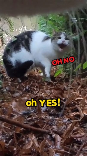 Ros 🐈 Adventure Cat on Instagram: "Ros just wants a friend 😭😂"