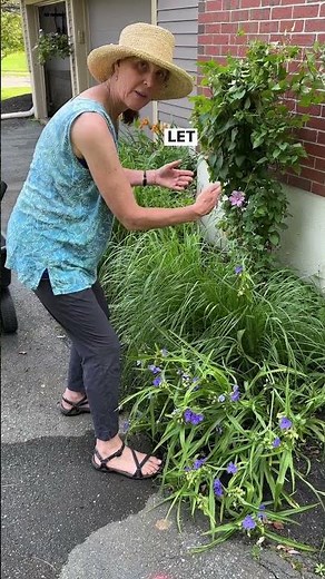 Do You Like Spiderwort?