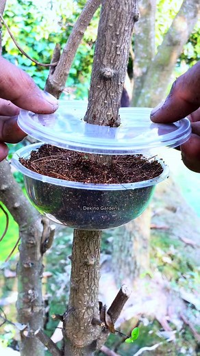 Air layering technique using used plastic cup #airlayering #bonsai #bonsailovers #bonsaitree #fyprells | Dekino Garden
