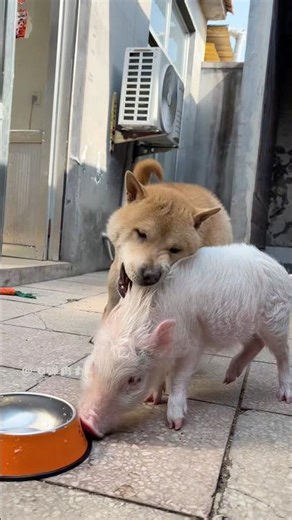 The little pig and dog should exercise after finishing their meal