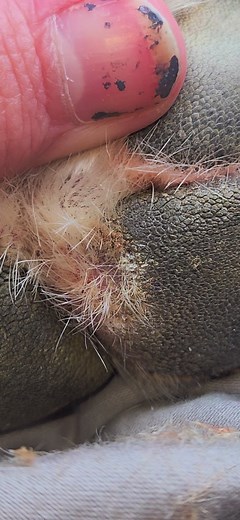 Dog Paw Hair Follicle Removal and Pimple Popping