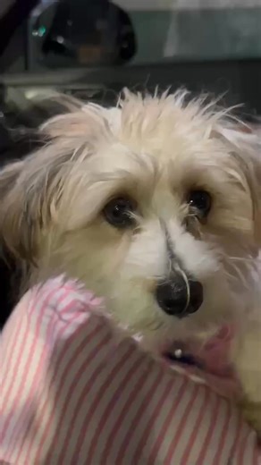 🖤 Please meet HANDSOME DEVIL 🖤 This Halloween, we’re not dressing up the truth. HANDSOME DEVIL was surrendered to us after a life spent entirely outdoors—matted, exposed, and forgotten. No shelter. No guaranteed food or water. His coat was matted to the skin, his body exposed to the elements, and his spirit left to survive in isolation. He wasn’t a companion, he was a yard ornament. 😥 Thankfully, his owner chose to surrender him to a rescue instead of sending him to animal control, which is n