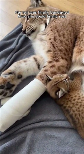 The Wolves Attacked… But I Saved a Lynx and Her Baby #animals #shorts