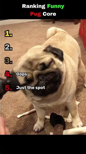 Last pug has a weird face 🤣 #funny #pug #dog #shorts