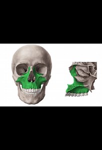 Maxilla anatomy: Skull bone overview for learners