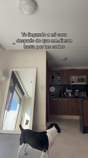 Dance Moves with My Dog in a Modern Kitchen