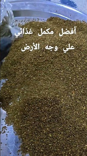 حبوب اللقاح افضل مكمل غذائي علي وجه الارض
